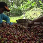 Ejército y Policía resguardarán cosecha cafetalera en Boaco nicaragua