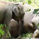 Impactante: Bebé elefante trata de despertar a su madre muerta elefante