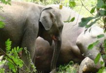 elefante