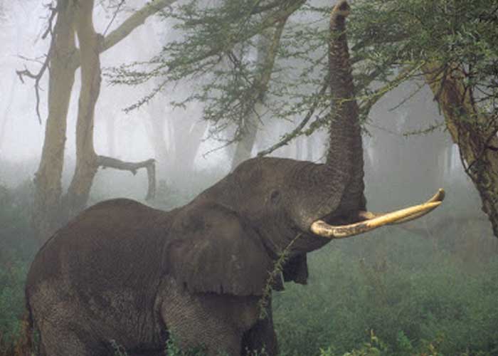 ele-2_3aFAJ8M elefantes