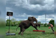 Chico intenta encestar balón con ayuda de elefante y pasa lo inesperado chico