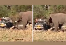 Turistas quedan aterrados por un enfurecido elefante en un safari turistas