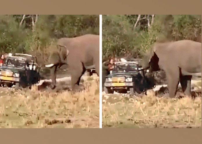 ele_Z6SKst9 turistas