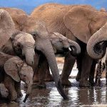 Zimbabue dará permiso de caza a 500 elefantes para financiar sus parques zimbabue