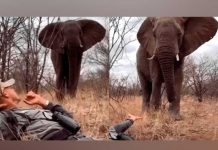 Hombre se encuentra con un elefante salvaje, mira que ocurrió
