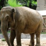 Elefanta Mara viaja a Brasil rodeada de medidas sanitarias argentina