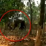 India: Elefante mata a cuidador que olvidó alimentarlo india