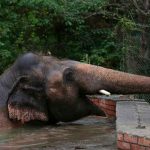 El «elefante más solitario del mundo» es llevado a Camboya camboya