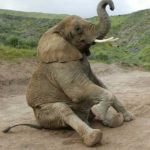 Hombre le pega a elefante y el animal le responde aplastándolo india