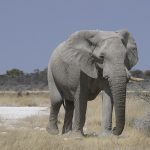 Elefante provoca pánico al irrumpir en una escuela en Malasia (Video) malasia