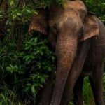 Atroz! Queman vivo a elefante de 40 años en complejo turístico en India india