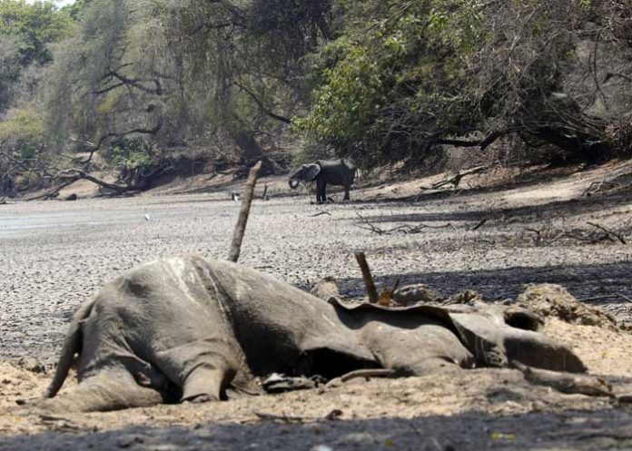 elefante_eUqbhq0 africa