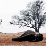 Mueren envenenados 12 elefantes en un parque de Zimbabue zimbabue