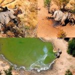 Revelan la posible causa de la muerte de cientos de elefantes en África africa