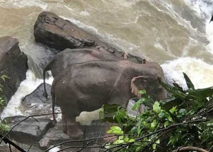 elefantes-cascada tailandai