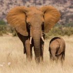 Alerta en África: Dos especies de elefantes están en peligro de extinción africa