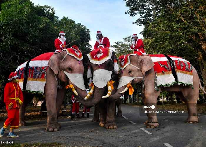 elefantes-mascarilla tailandia