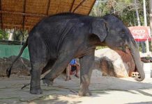 Tailandia: Elefantes mal alimentados sufren pandemia de coronavirus tailandia