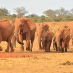 Venta de elefantes de África queda prácticamente prohibida africa