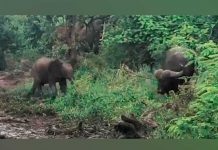elefante bebe