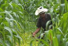 Productores de La Concordia destacan buena producción de maíz y frijoles nicaragua
