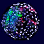 Crean embriones quiméricos de mono y humano ciencia