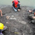 Descubren nueva especie de vaca marina con colmillos de 20 millones de años escubren