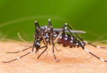 Alertan por contagioso virus transmitido por moscos en Estados Unidos estados unidos