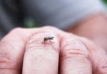 Mueren cinco personas más por encefalitis equina oriental en EEUU estados unidos