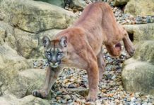 Florida investiga rara enfermedad que afecta a linces y panteras estados unidos