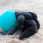 botellas de plastico