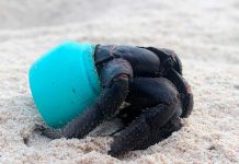 Crean enzima para devorar botellas de plástico botellas de plastico