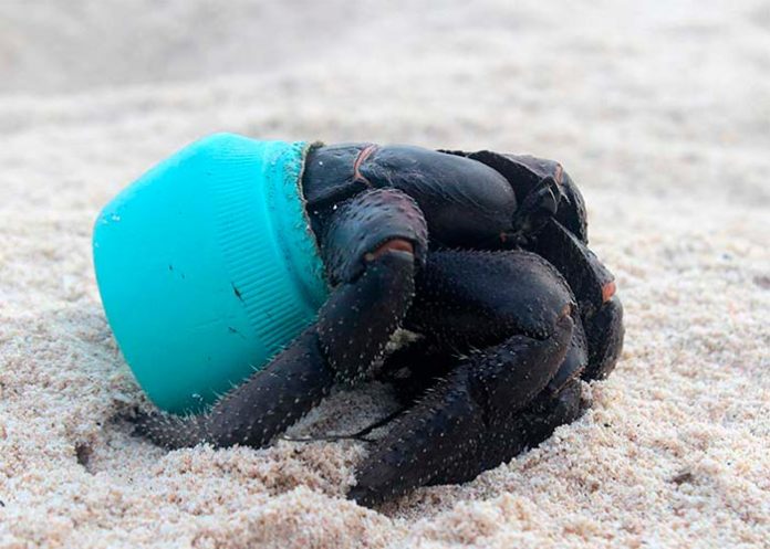 botellas de plastico