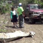 Boaco: Familias piden a dueño de equino moribundo que se responsabilice por él calle