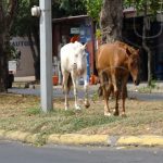 Animales en la vía provocan aparatoso accidente en Managua nicaragua