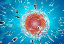 Descubre cómo el espermatozoide logra fecundar descubre