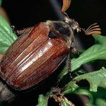 Millones de escarabajos como película de terror ‘inundan’ hogar de Australia nicaragua