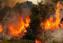 Gobierno español ofrece cooperación a Brasil por incendios europa