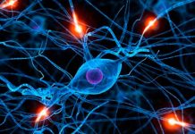 Descubren un interruptor cerebral que controla el peso corporal cerebro
