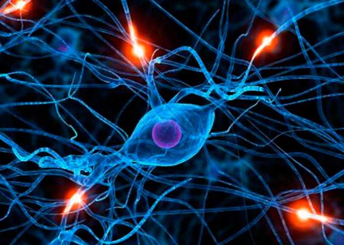 cerebro