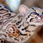 Biodiversidad desaparece mil veces más rápido, dice ONU biodiversidad