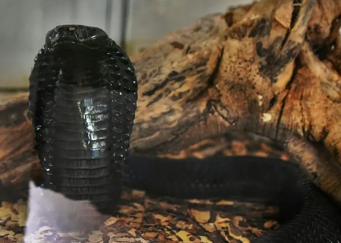 India: Arrestan a hombre por haber matado a su esposa con una cobra india