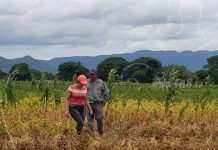 Fincas de Estelí pasaron de cosechar 10 a 24 quintales de frijol por manzana