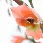 Estelí: Cultivo de Gladiolas, una nueva alternativa para los Apicultores nicaragua