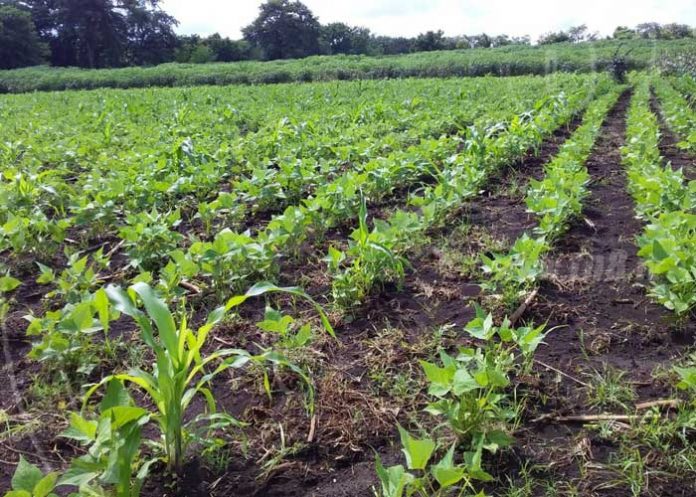 estrategia-agropecuario-nic-4 nicaragua