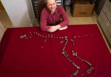 Hallan a ‘primo pequeño’ del T-Rex; medía solo un metro