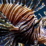 Especies exóticas invasoras siguen aumentando en el mundo, según estudio