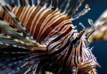 Especies exóticas invasoras siguen aumentando en el mundo, según estudio