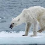 ONU alerta sobre la sexta extinción masiva: un millón de especies en peligro onu