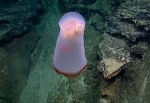 Buzos encuentran extraña criatura marina con misteriosa apariencia (Video) estados unidos